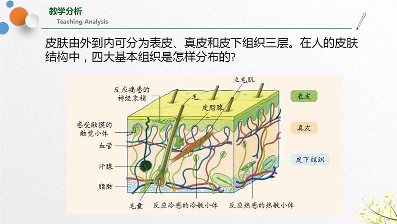 浙教版七上科学2.3生物体的结构层次 第2课时 课件02