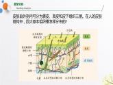 浙教版七上科学2.3生物体的结构层次 第2课时 课件