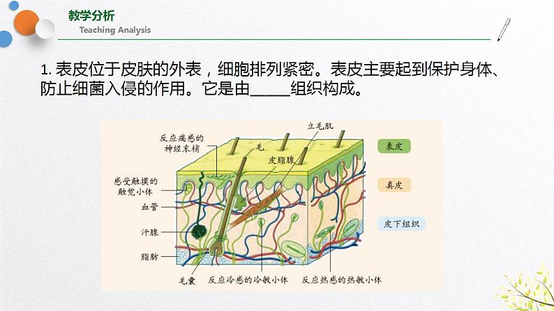 浙教版七上科学2.3生物体的结构层次 第2课时 课件03