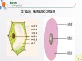 浙教版七上科学2.2细胞 第3课时 课件