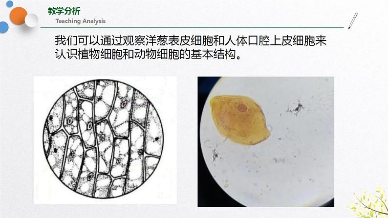 浙教版七上科学2.2细胞 第3课时 课件03