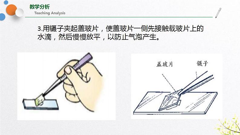 浙教版七上科学2.2细胞 第3课时 课件07