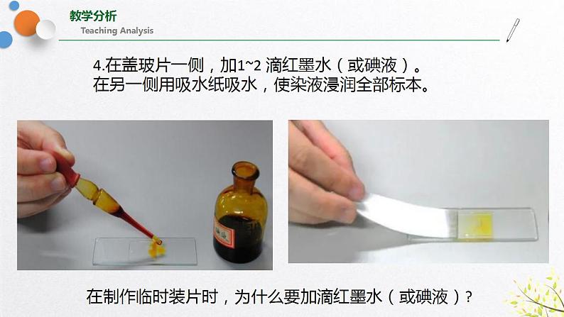 浙教版七上科学2.2细胞 第3课时 课件08