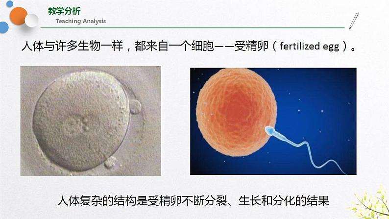 浙教版七上科学2.3生物体的结构层次 第1课时 课件第2页