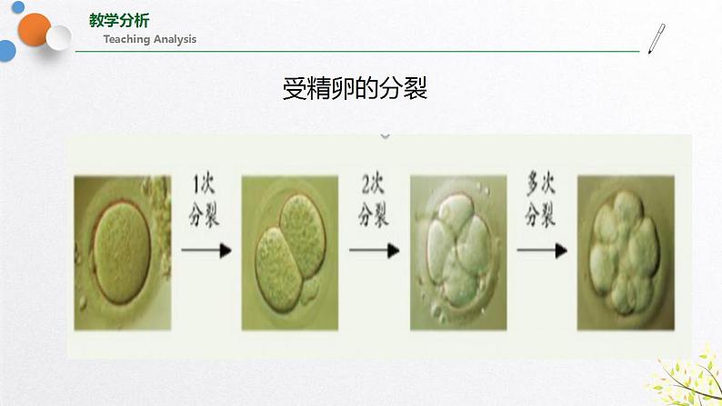 浙教版七上科学2.3生物体的结构层次 第1课时 课件第3页