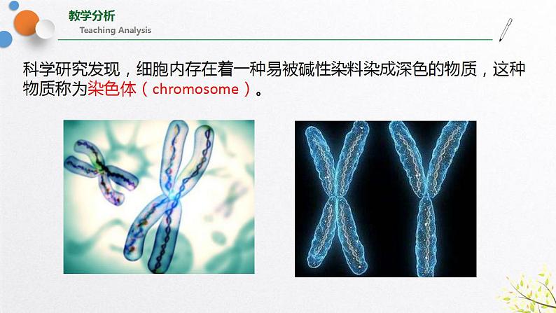 浙教版七上科学2.3生物体的结构层次 第1课时 课件第4页