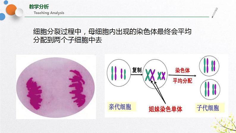 浙教版七上科学2.3生物体的结构层次 第1课时 课件第5页