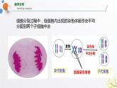 浙教版七上科学2.3生物体的结构层次 第1课时 课件