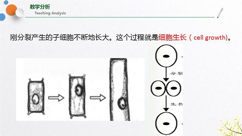 浙教版七上科学2.3生物体的结构层次 第1课时 课件第6页