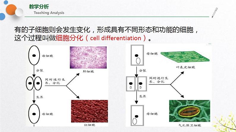 浙教版七上科学2.3生物体的结构层次 第1课时 课件第7页