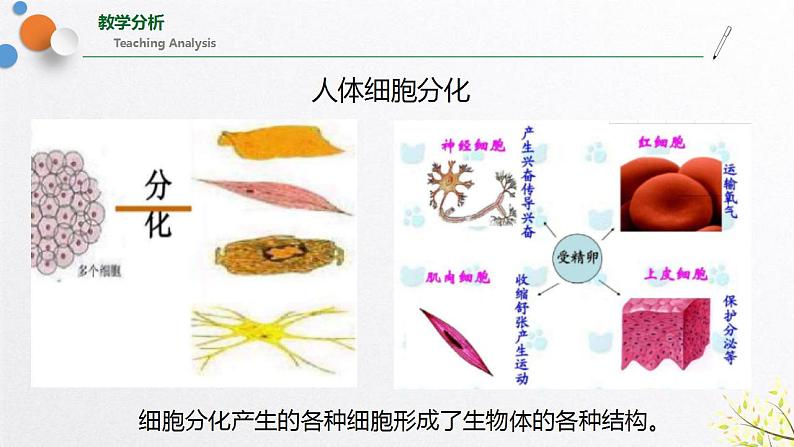 浙教版七上科学2.3生物体的结构层次 第1课时 课件第8页