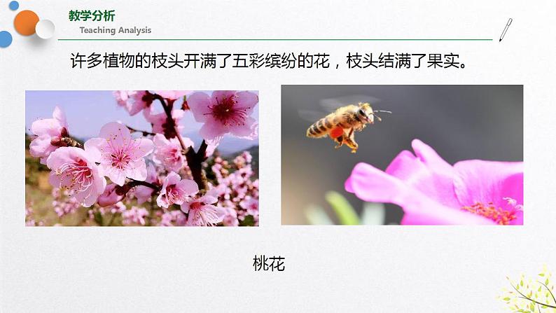 浙教版七上科学2.5 常见的植物 课件03