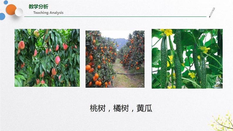 浙教版七上科学2.5 常见的植物 课件04