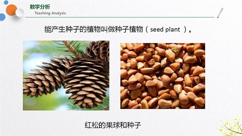 浙教版七上科学2.5 常见的植物 课件05