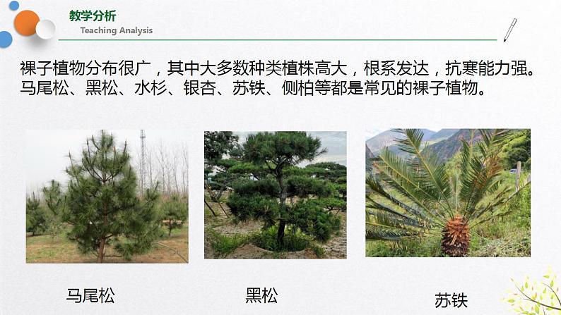 浙教版七上科学2.5 常见的植物 课件08