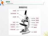 浙教版七上科学2.2细胞 第2课时 课件