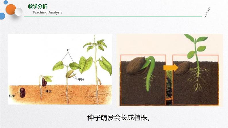 浙教版七上科学2.1生物与非生物 课件07