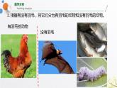 浙教版七上科学2.4 常见的动物 第1课时 课件