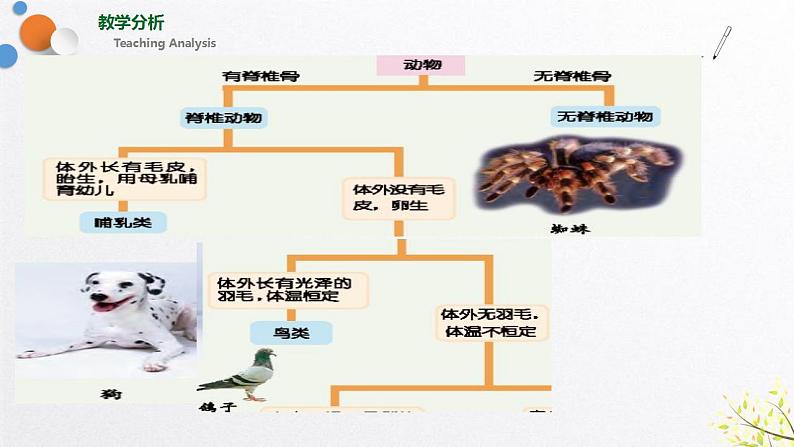 浙教版七上科学2.4 常见的动物 第2课时 课件第4页