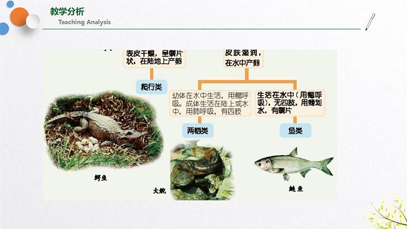 浙教版七上科学2.4 常见的动物 第2课时 课件第5页