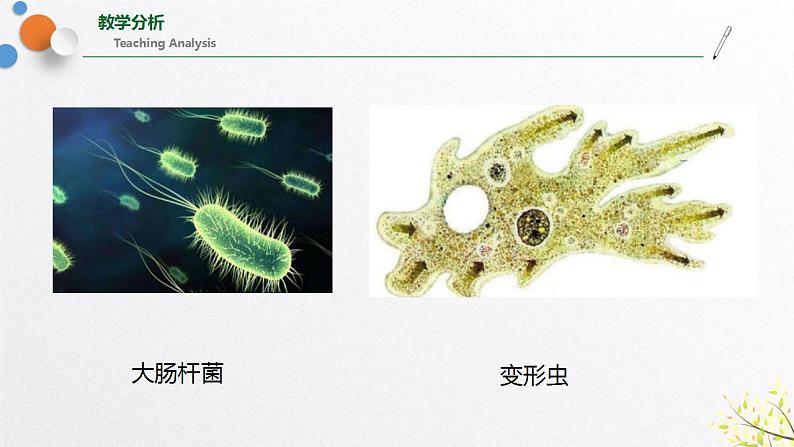 浙教版七上科学2.6 物种的多样性 课件04