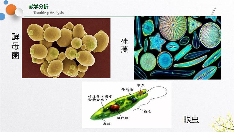 浙教版七上科学2.6 物种的多样性 课件05