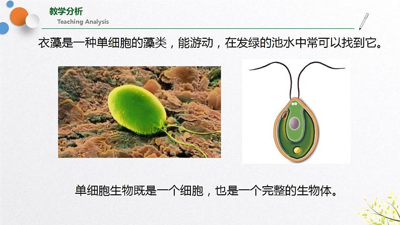 浙教版七上科学2.6 物种的多样性 课件06