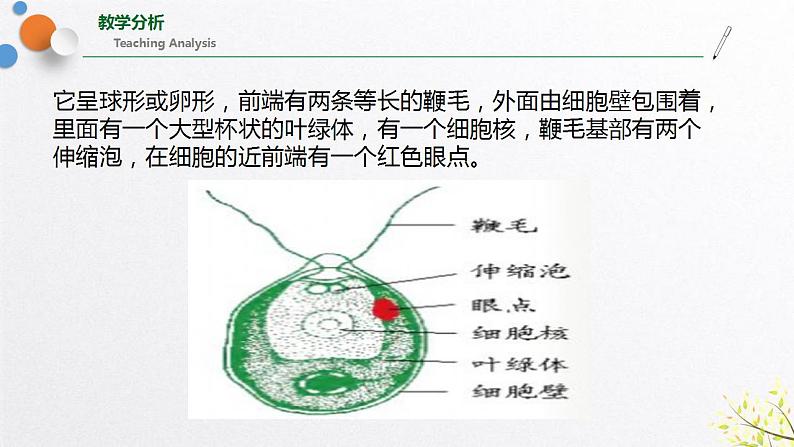 浙教版七上科学2.6 物种的多样性 课件07