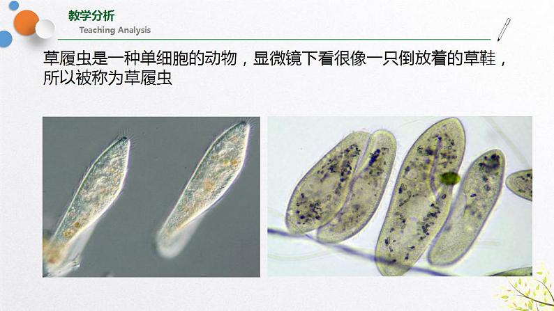 浙教版七上科学2.6 物种的多样性 课件08