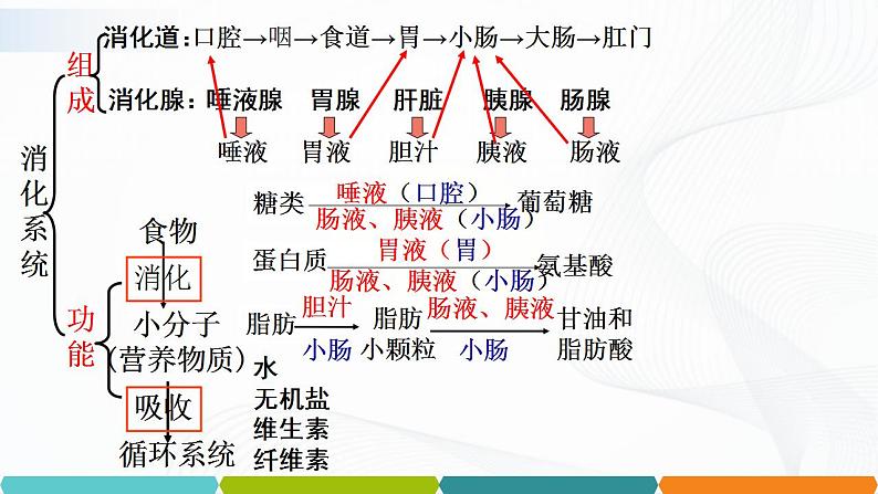 浙教版九上科学 4.2 食物的消化与吸收（二）课件02