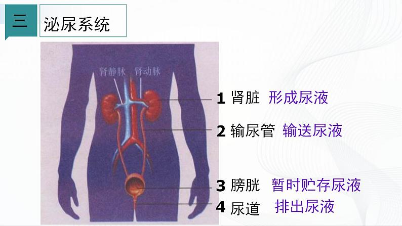 浙教版九上科学 4.5 体内物质的动态平衡（二）课件04