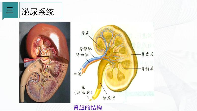 浙教版九上科学 4.5 体内物质的动态平衡（二）课件06