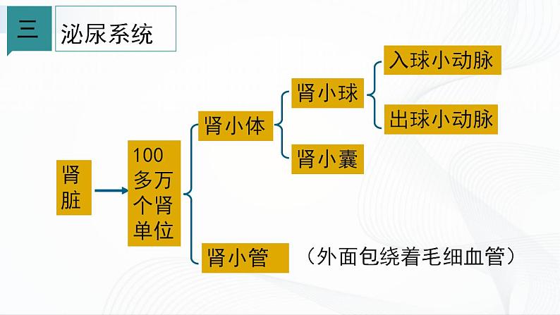 浙教版九上科学 4.5 体内物质的动态平衡（二）课件07