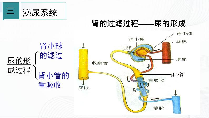 浙教版九上科学 4.5 体内物质的动态平衡（二）课件08