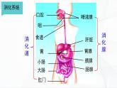 浙教版九上科学 4.2 食物的消化与吸收（一）课件