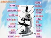 浙教版7上科学 2.2.2 细胞 课件