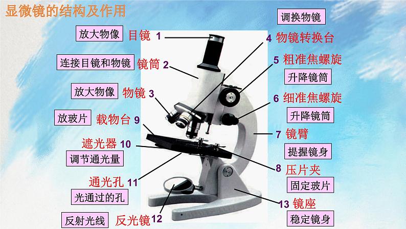 浙教版7上科学 2.2.2 细胞 课件04