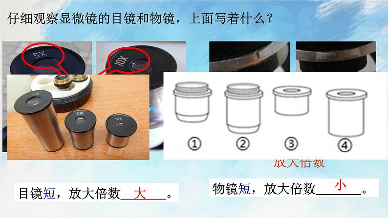 浙教版7上科学 2.2.2 细胞 课件06