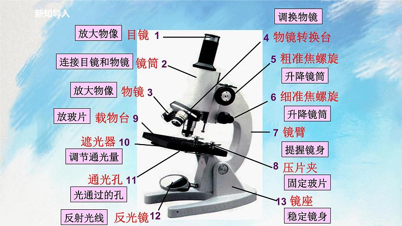 浙教版7上科学 2.2.3 细胞 课件02