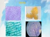 浙教版7上科学 2.2.3 细胞 课件