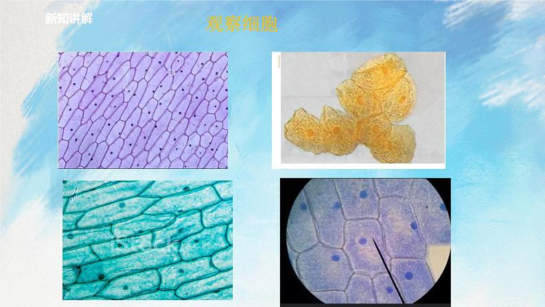 浙教版7上科学 2.2.3 细胞 课件04