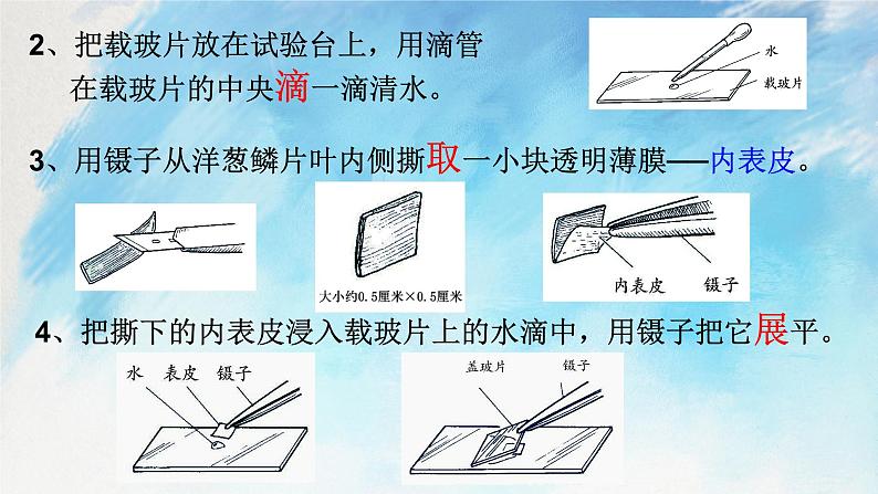 浙教版7上科学 2.2.3 细胞 课件06