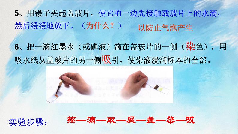 浙教版7上科学 2.2.3 细胞 课件07