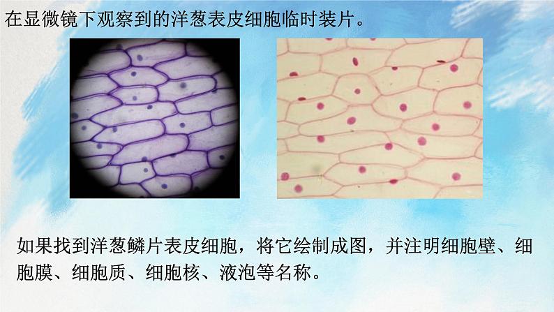 浙教版7上科学 2.2.3 细胞 课件08