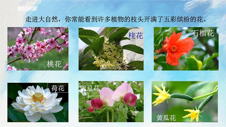 浙教版7上科学 2.5.1 常见的植物 课件03