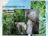 浙教版7上科学 2.5.2 常见的植物 课件