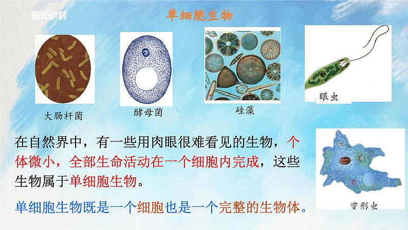 浙教版7上科学 2.6 物种的多样性 课件03