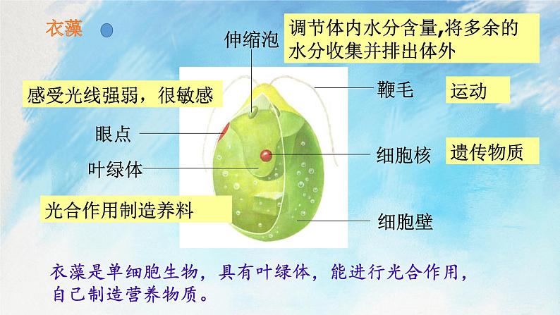 浙教版7上科学 2.6 物种的多样性 课件04