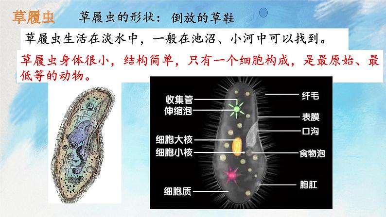 浙教版7上科学 2.6 物种的多样性 课件06