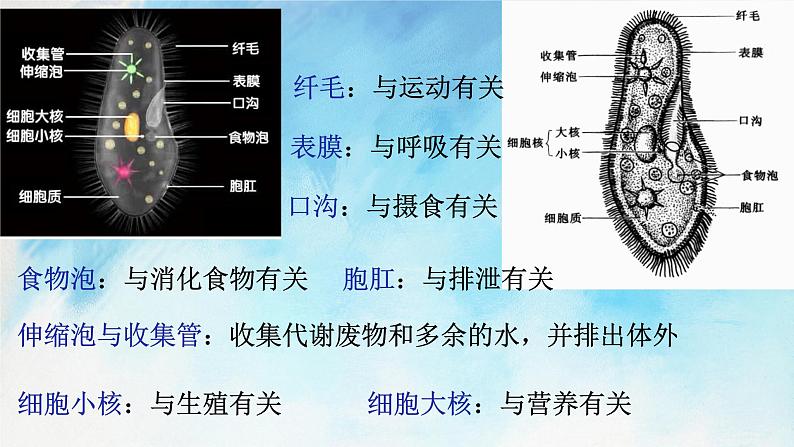 浙教版7上科学 2.6 物种的多样性 课件07